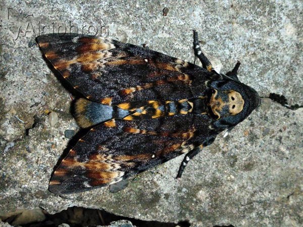Acherontia atropos
