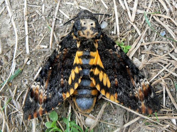 Acherontia atropos