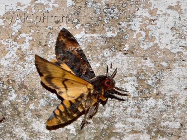 Acherontia atropos