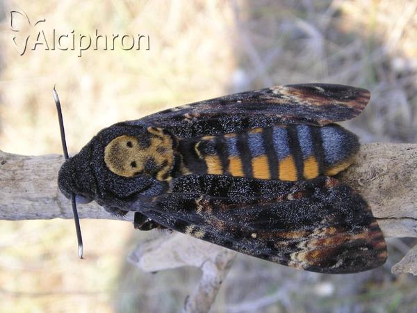 Acherontia atropos
