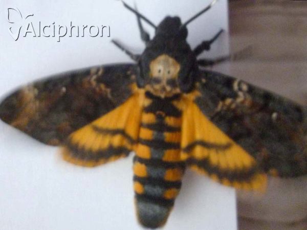 Acherontia atropos