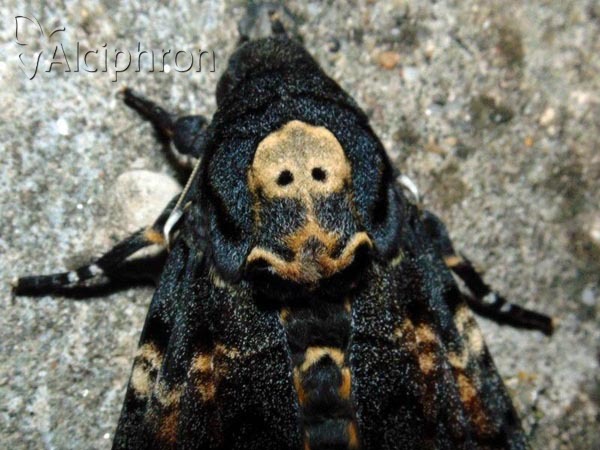 Acherontia atropos