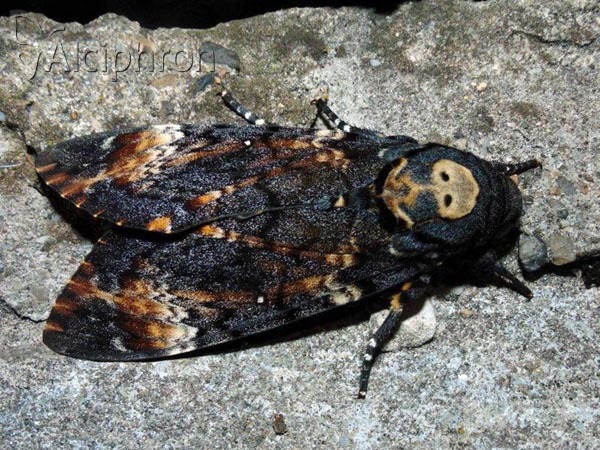 Acherontia atropos