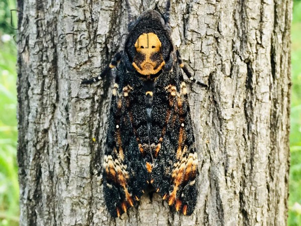 Acherontia atropos