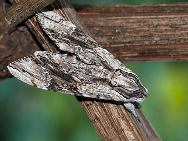 Agrius convolvuli