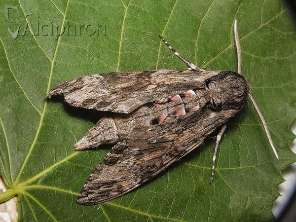 Agrius convolvuli