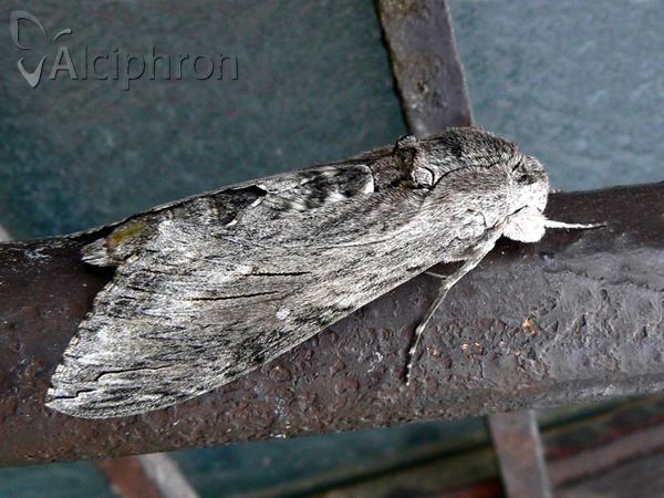 Agrius convolvuli