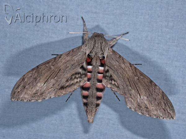 Agrius convolvuli