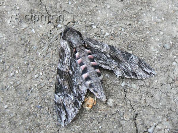 Agrius convolvuli