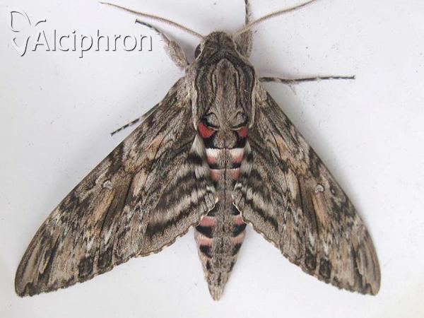 Agrius convolvuli
