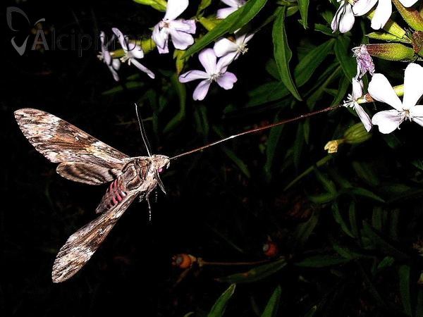 Agrius convolvuli