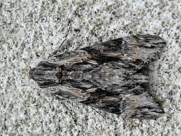 Agrius convolvuli