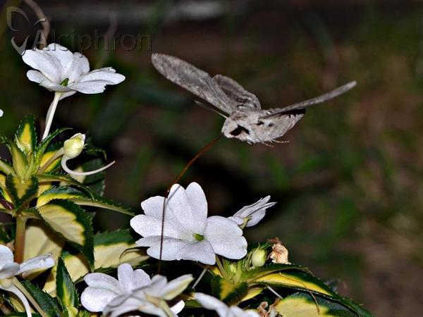 Agrius convolvuli