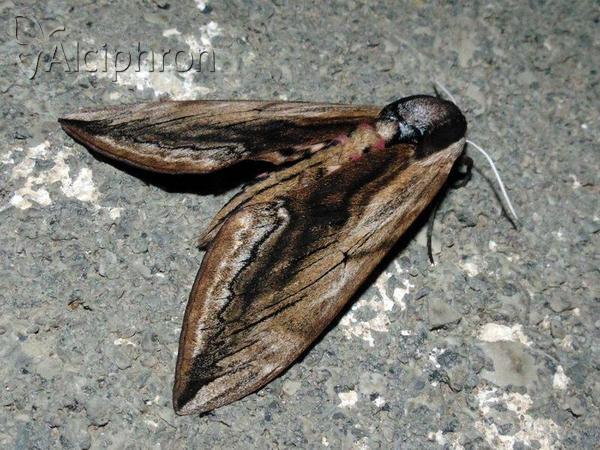 Sphinx ligustri
