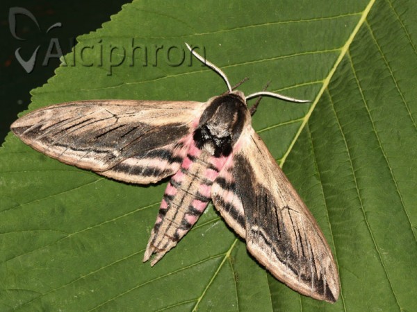 Sphinx ligustri