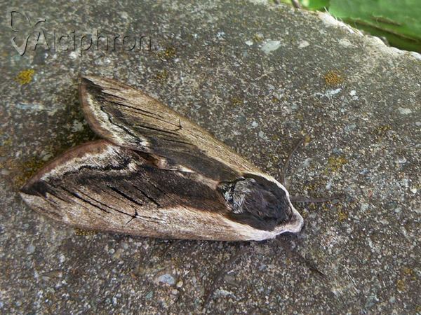 Sphinx ligustri