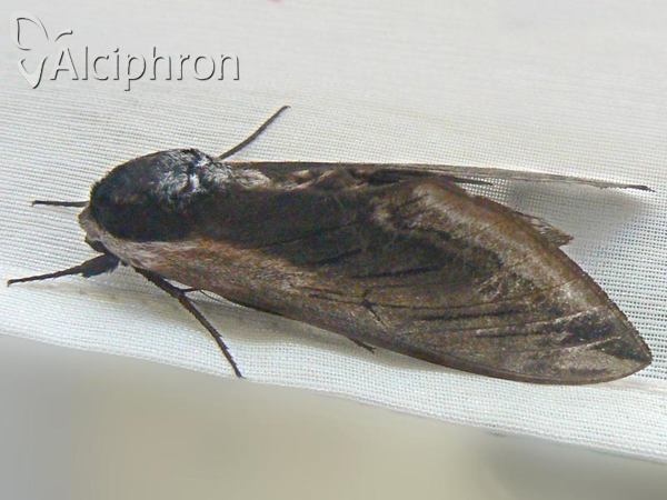 Sphinx ligustri