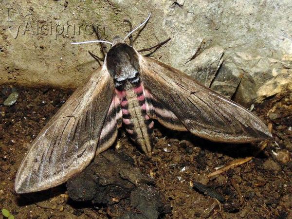 Sphinx ligustri
