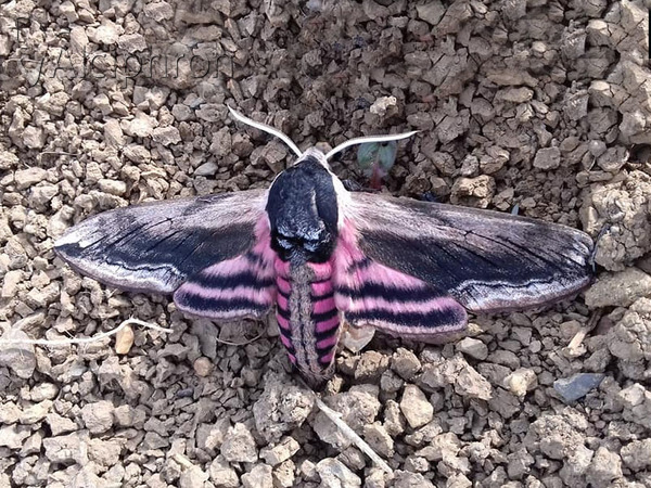 Sphinx ligustri