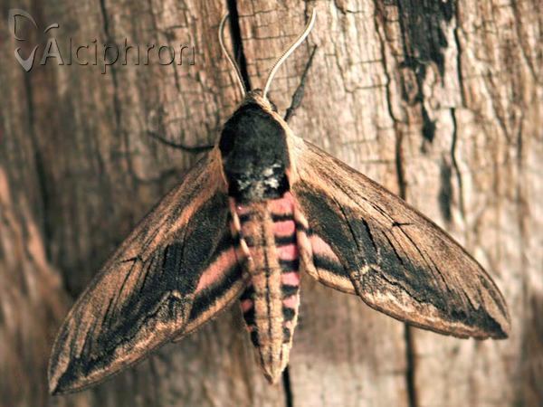 Sphinx ligustri