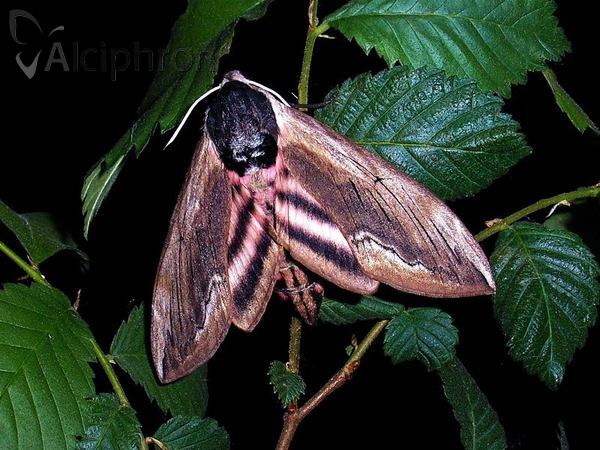 Sphinx ligustri