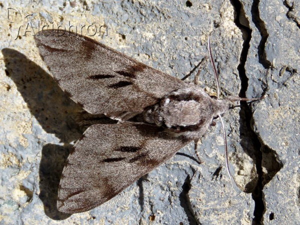 Sphinx pinastri