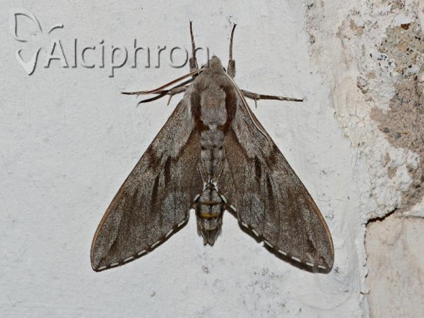 Sphinx pinastri