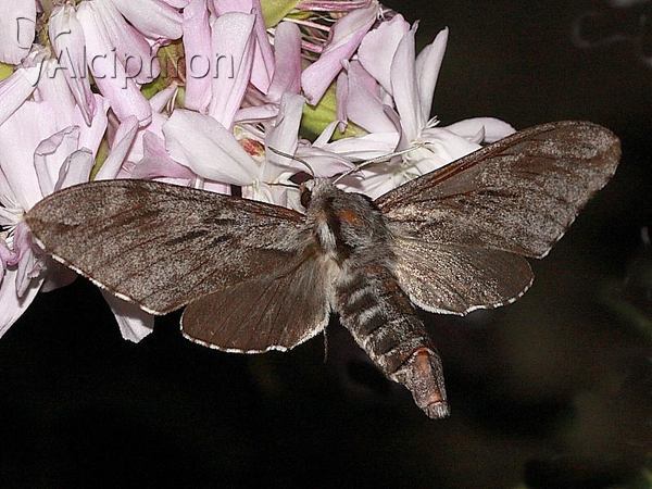 Sphinx pinastri