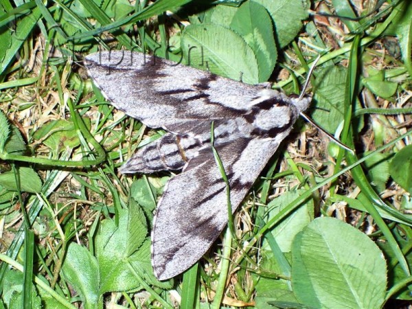 Sphinx pinastri
