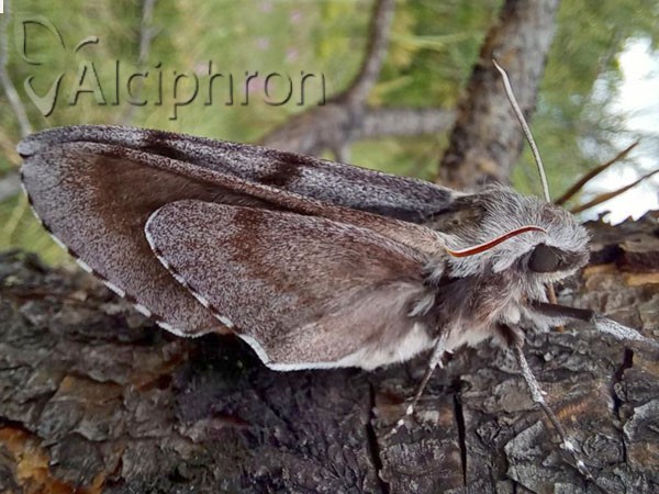 Sphinx pinastri
