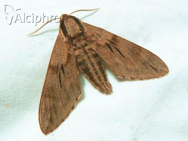 Sphinx pinastri