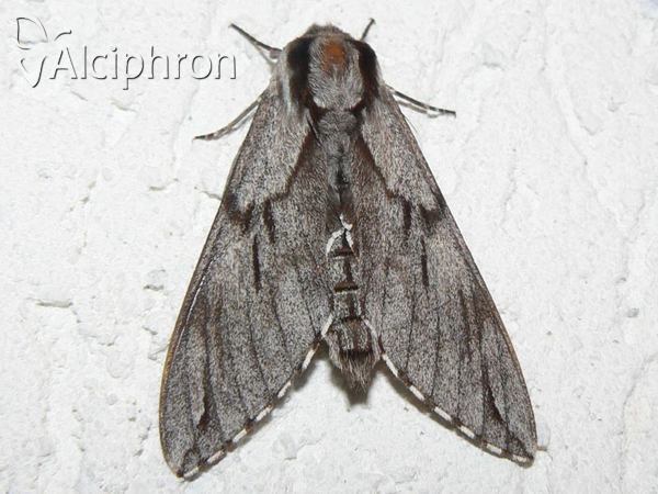 Sphinx pinastri