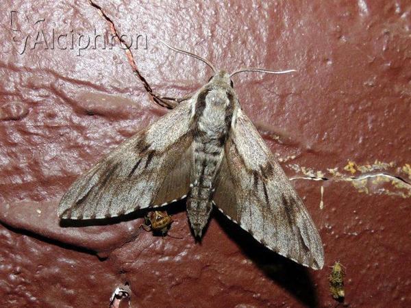 Sphinx pinastri