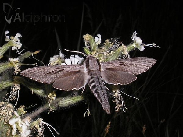 Sphinx pinastri