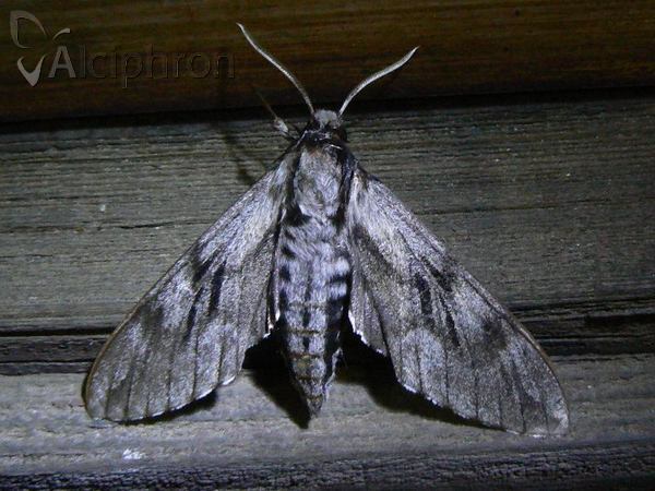 Sphinx pinastri