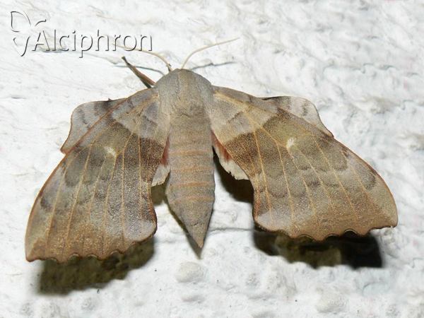 Laothoe populi