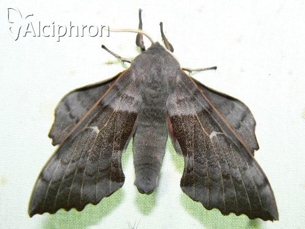 Laothoe populi