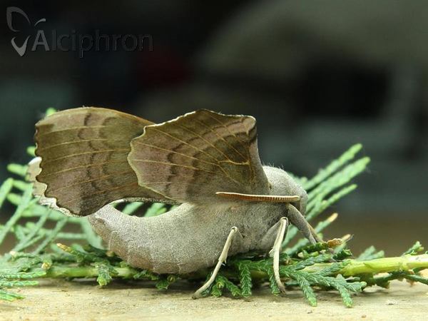 Laothoe populi