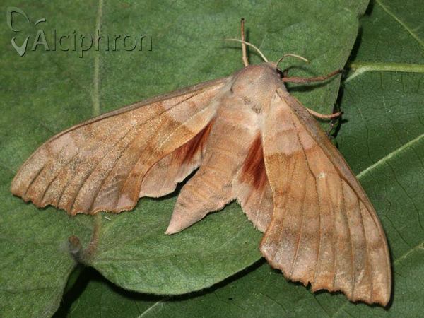 Laothoe populi