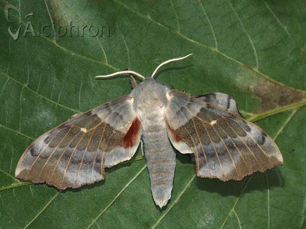 Laothoe populi