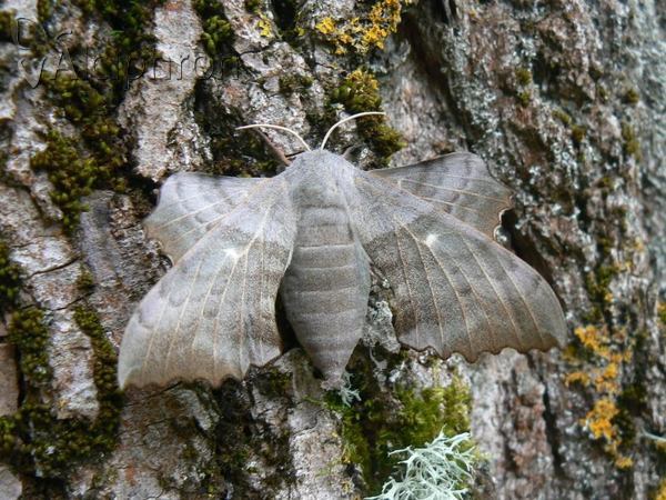 Laothoe populi