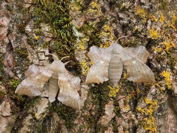 Laothoe populi