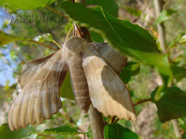 Laothoe populi