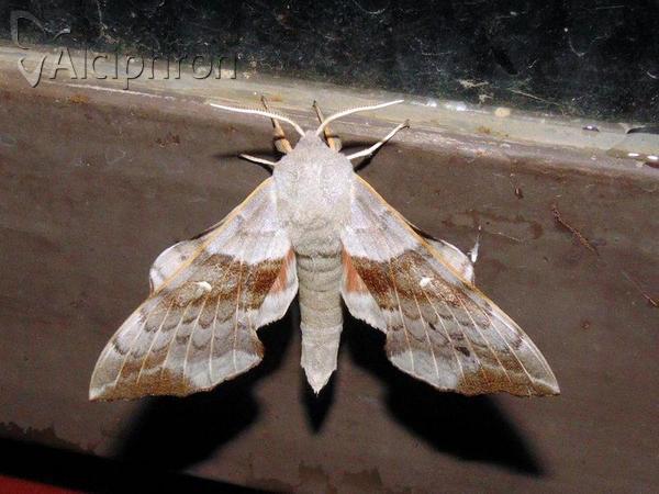 Laothoe populi