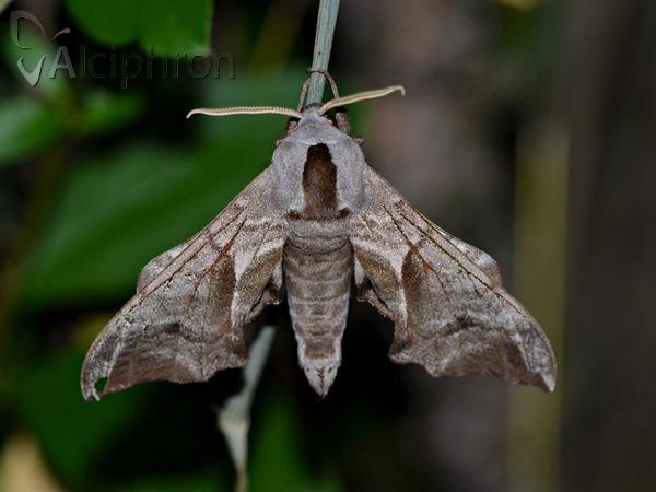 Smerinthus ocellata
