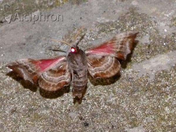 Smerinthus ocellata