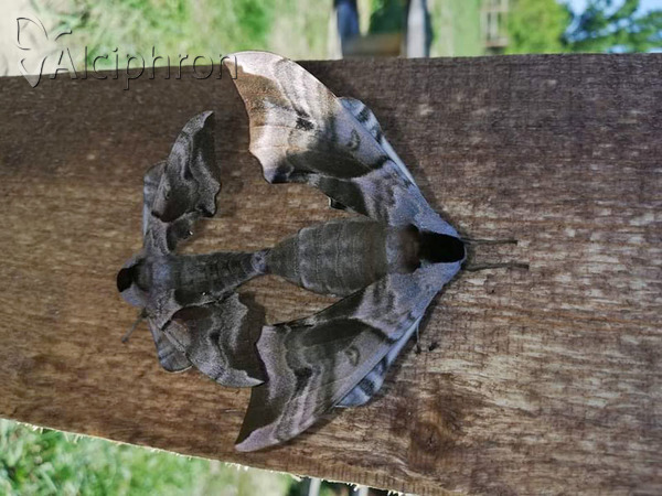 Smerinthus ocellata