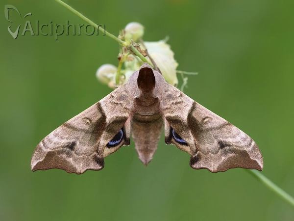 Smerinthus ocellata