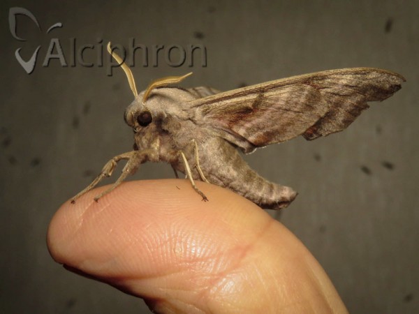 Smerinthus ocellata