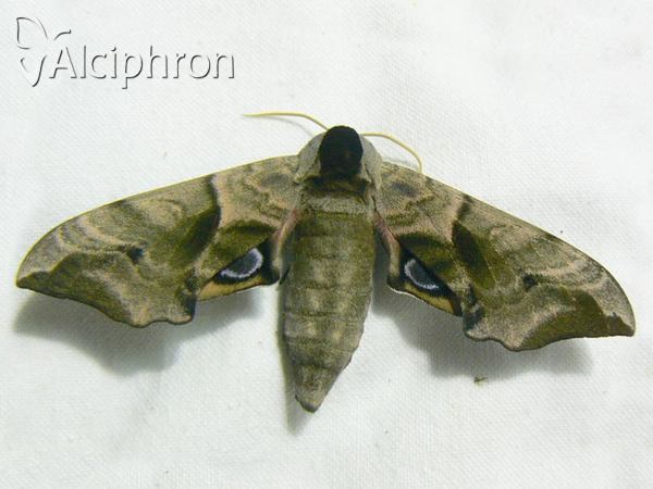 Smerinthus ocellata